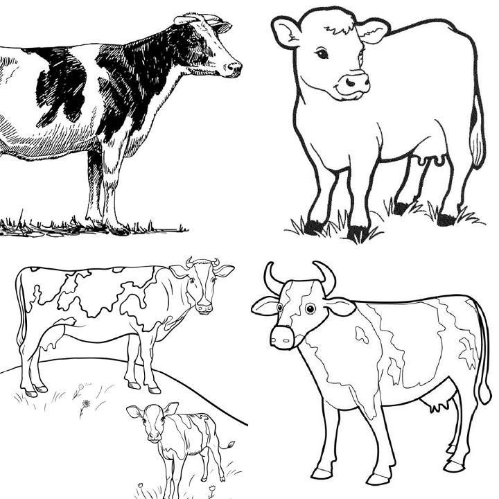 25 Free Cow Coloring Pages For Kids And Adults