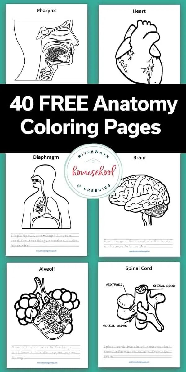 50 Human Anatomy Coloring Pages For Students In 2024 Human Body Unit