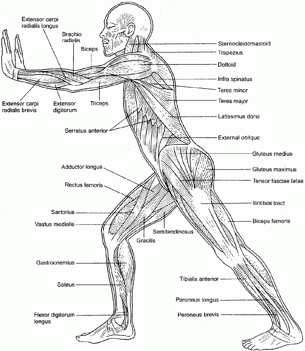 Anatomy And Physiology Free Coloring Pages Coloring Home