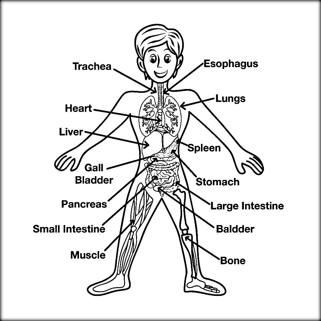 Anatomy Coloring Book Pages Coloring Home