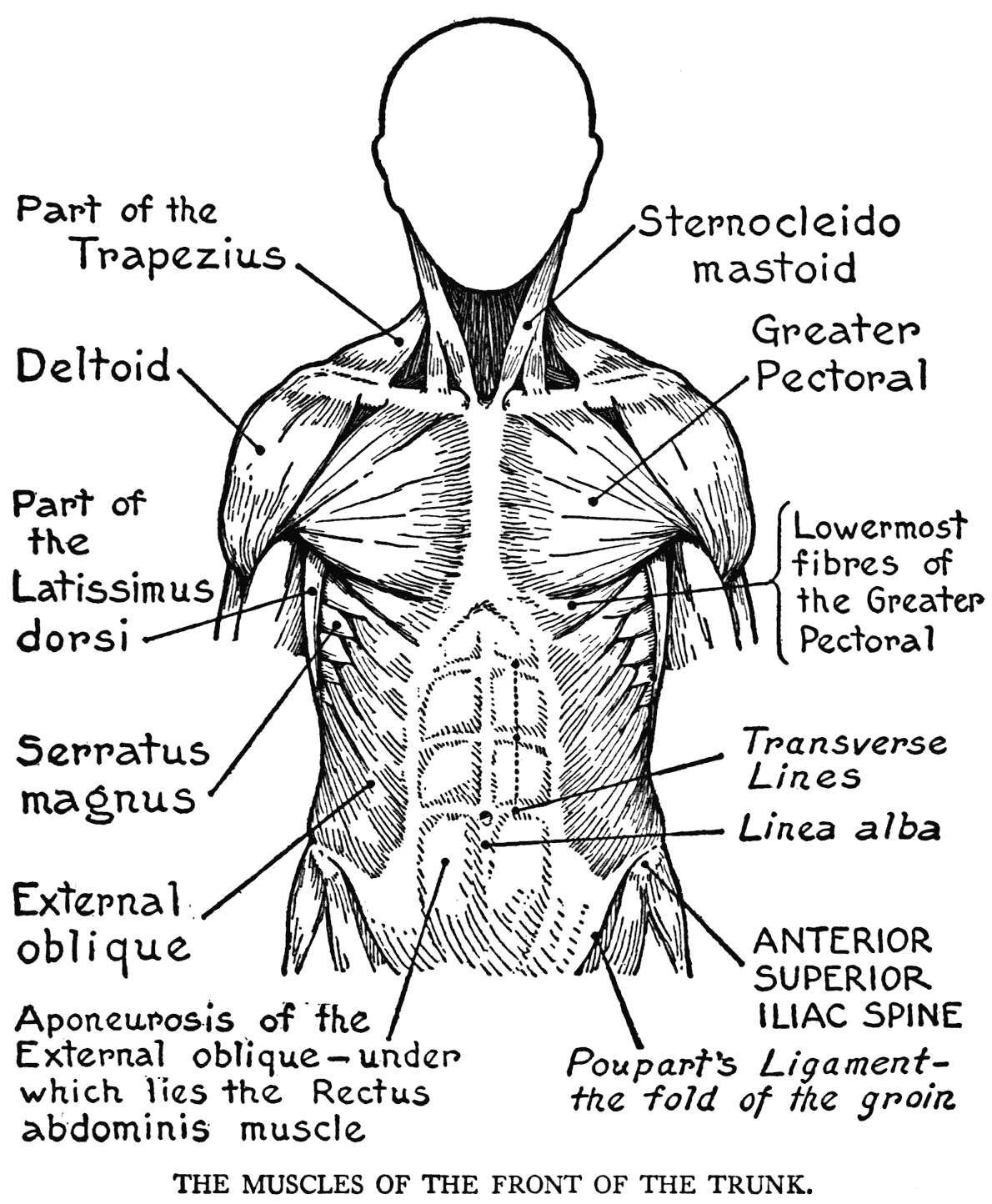 Anatomy Coloring Pages Books 100 FREE And Printable 