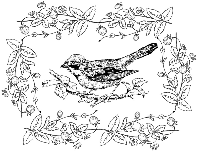 Birds Coloring Pages For Kids Printable