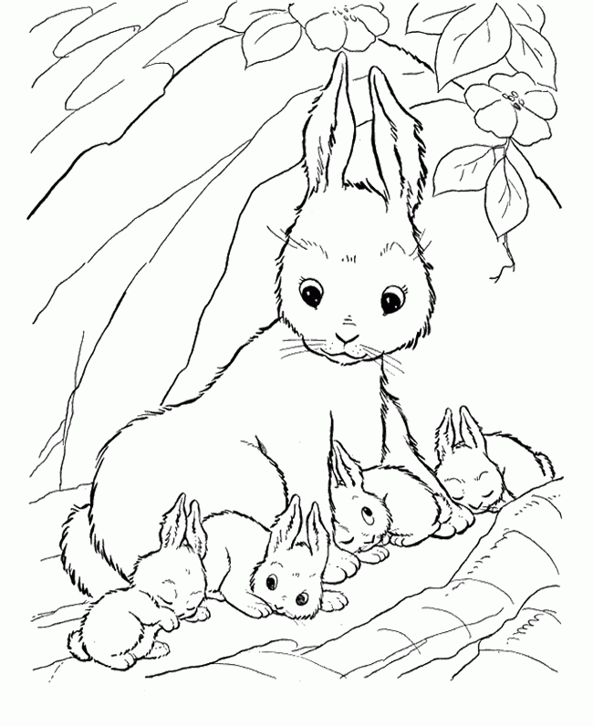 Bunny Rabbit Coloring Pages
