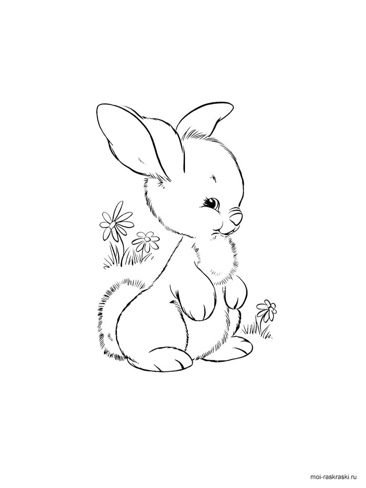 Bunny Rabbit Coloring Pages
