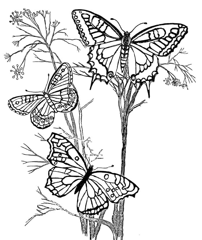 Butterflies Flying Coloring Page Free Printable Coloring Pages For Kids