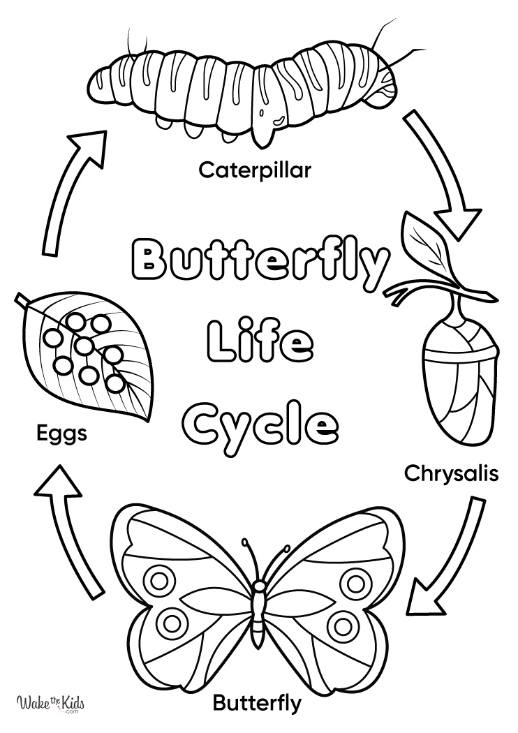 Butterfly Life Cycle Coloring Pages Free Printable PDFs WakeTheKids