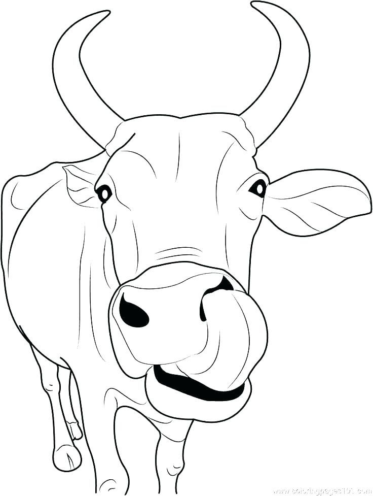 Coloring Pages Cows Free Printable Free Printable Cow Coloring Pages 