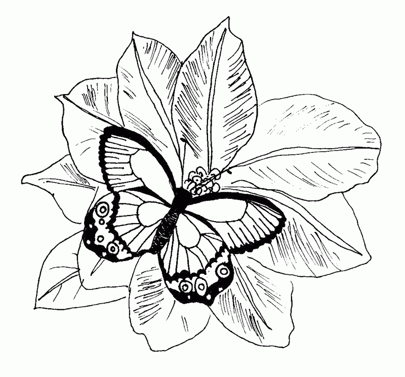 Crayola Free Coloring Pages Coloring Home