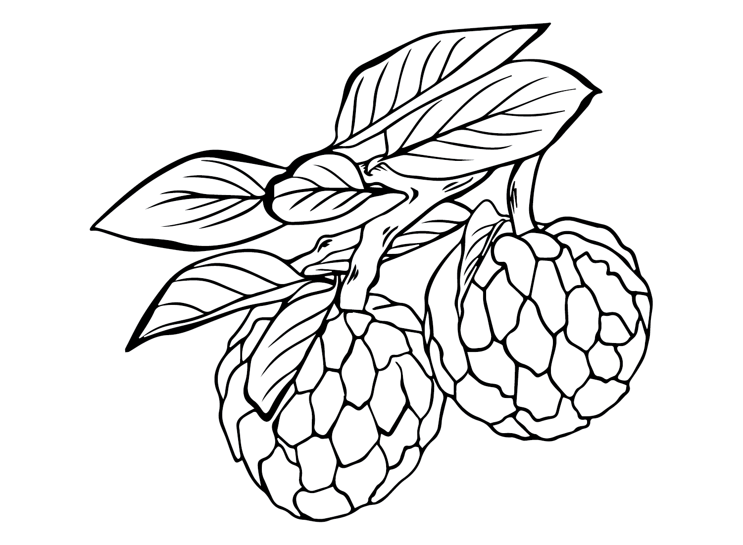 Custard Apple Free Coloring Page Free Printable Coloring Pages