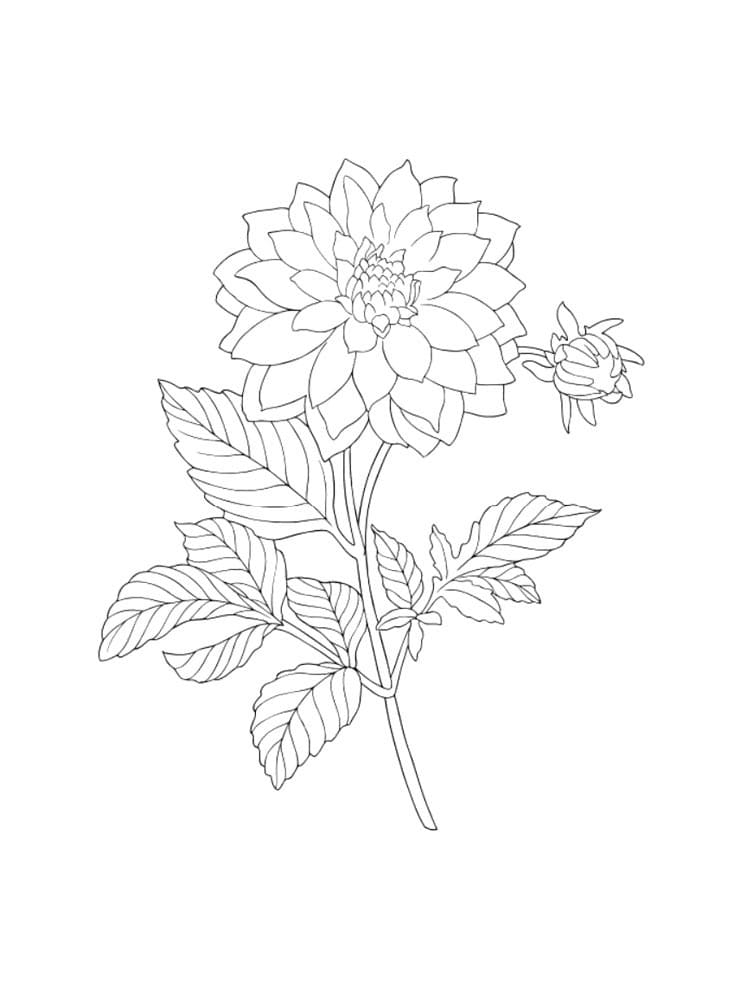 Dahlia Flower Coloring Page Free Printable Coloring Pages For Kids