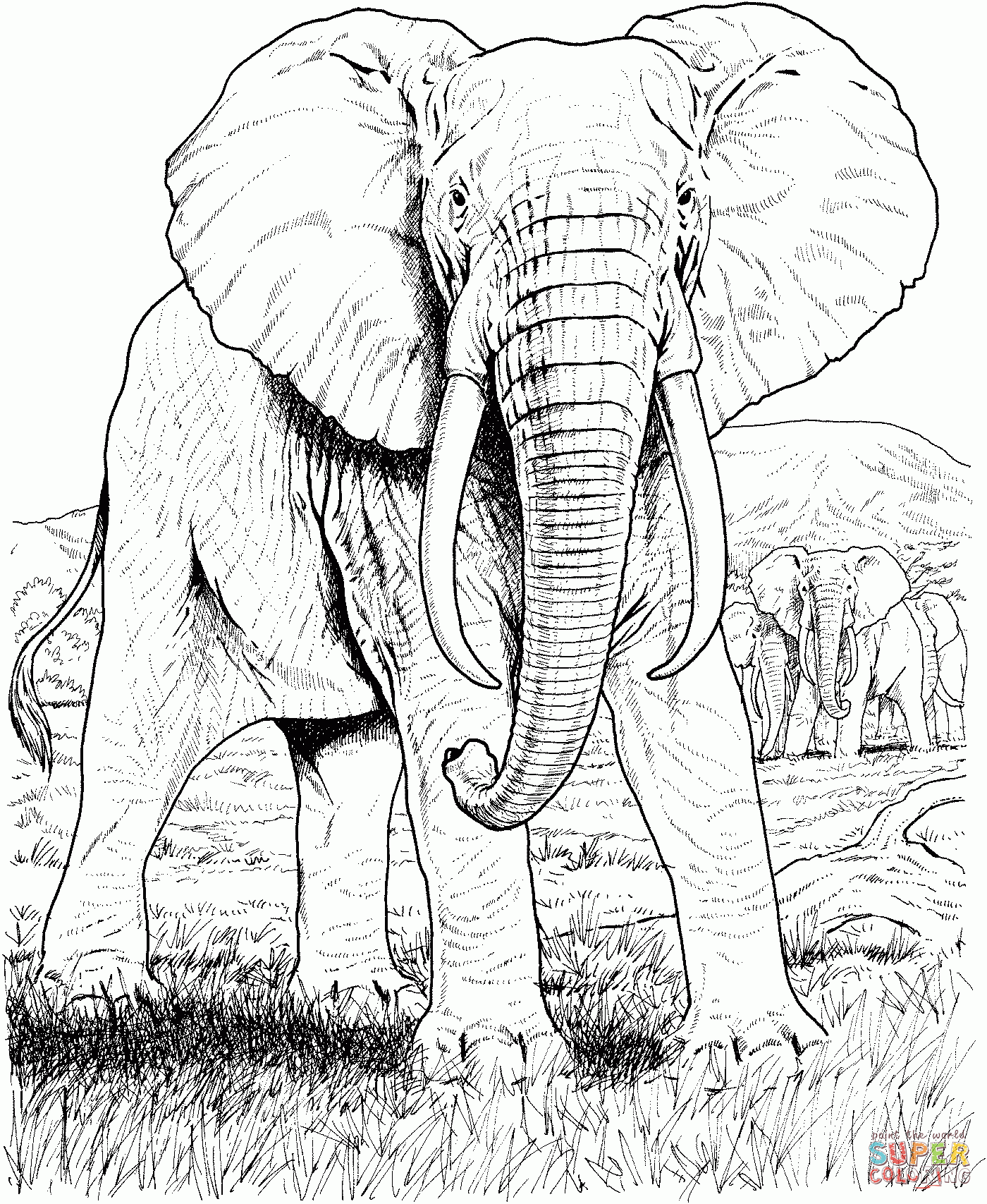 Free African Safari Animals Coloring Pages Download Free African 
