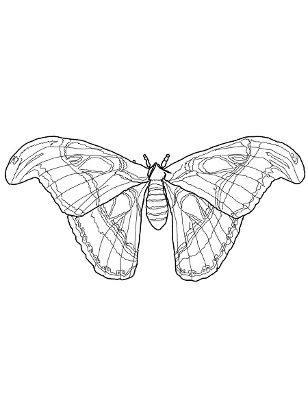 Free Coloring Pages Insects Coloring Book 