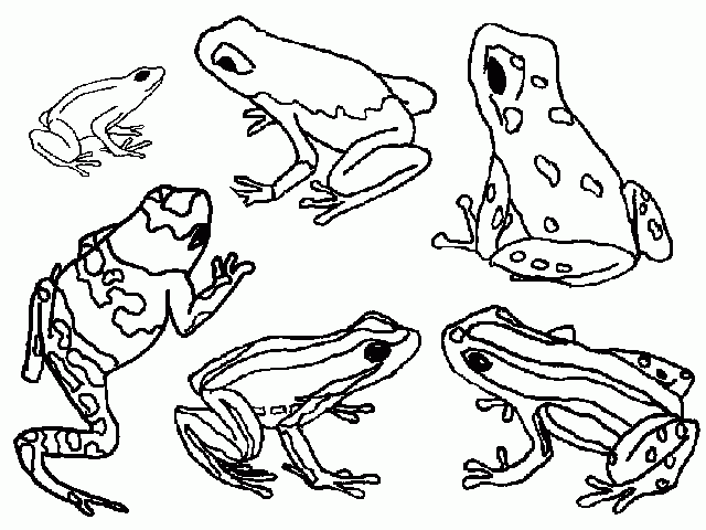 Free Free Printable Coloring Pages Of Frogs Download Free Free 