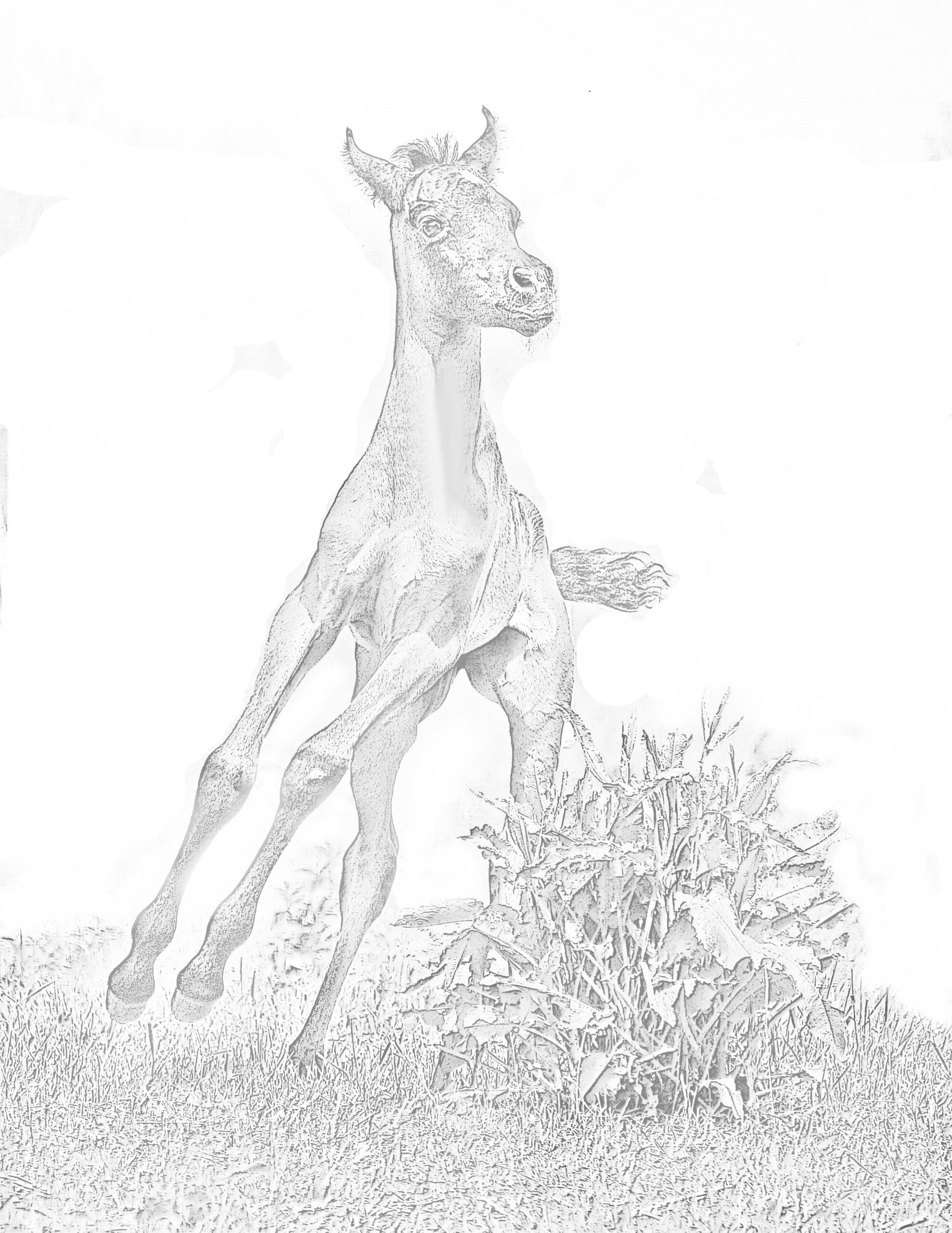 Free Grayscale Coloring Pages At GetColorings Free Printable 