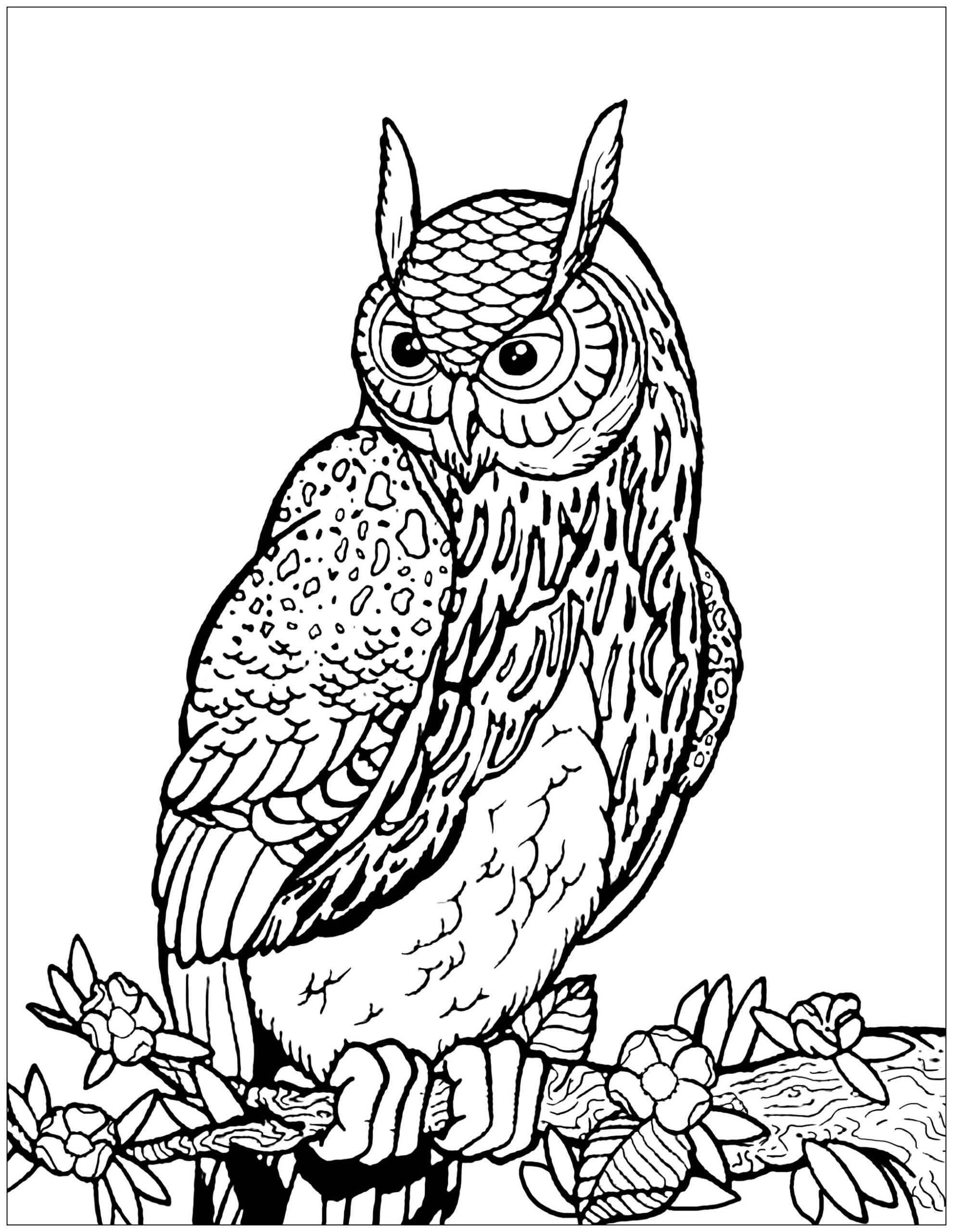 Free Owl Coloring Page To Print Owls Coloring Pages For Kids