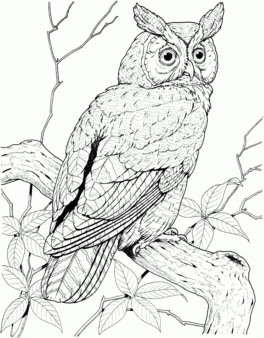 Free Owl Coloring Pages