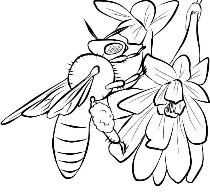 Free Printable Bee Coloring Pages For Kids