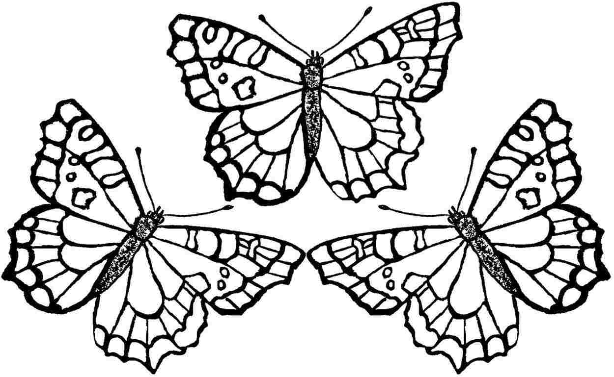 Free Printable Butterfly Coloring Pages At GetDrawings Free Download