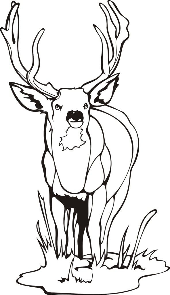 Free Printable Elk Coloring Pages Coloring Home
