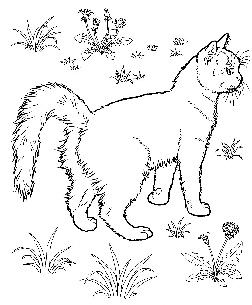 Free Printable Kitten Coloring Pages For Kids Best Coloring Pages For 