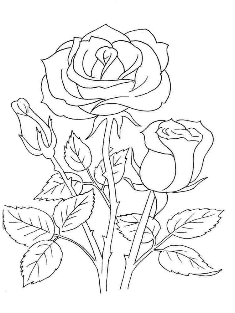 Free Printable Rose Coloring Pages Free Coloring Sheet Printables For