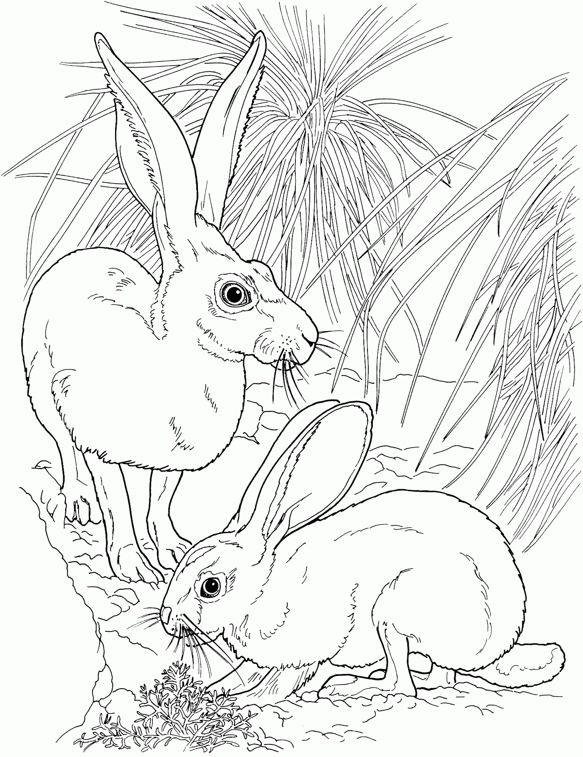 Free Rabbit Coloring Pages