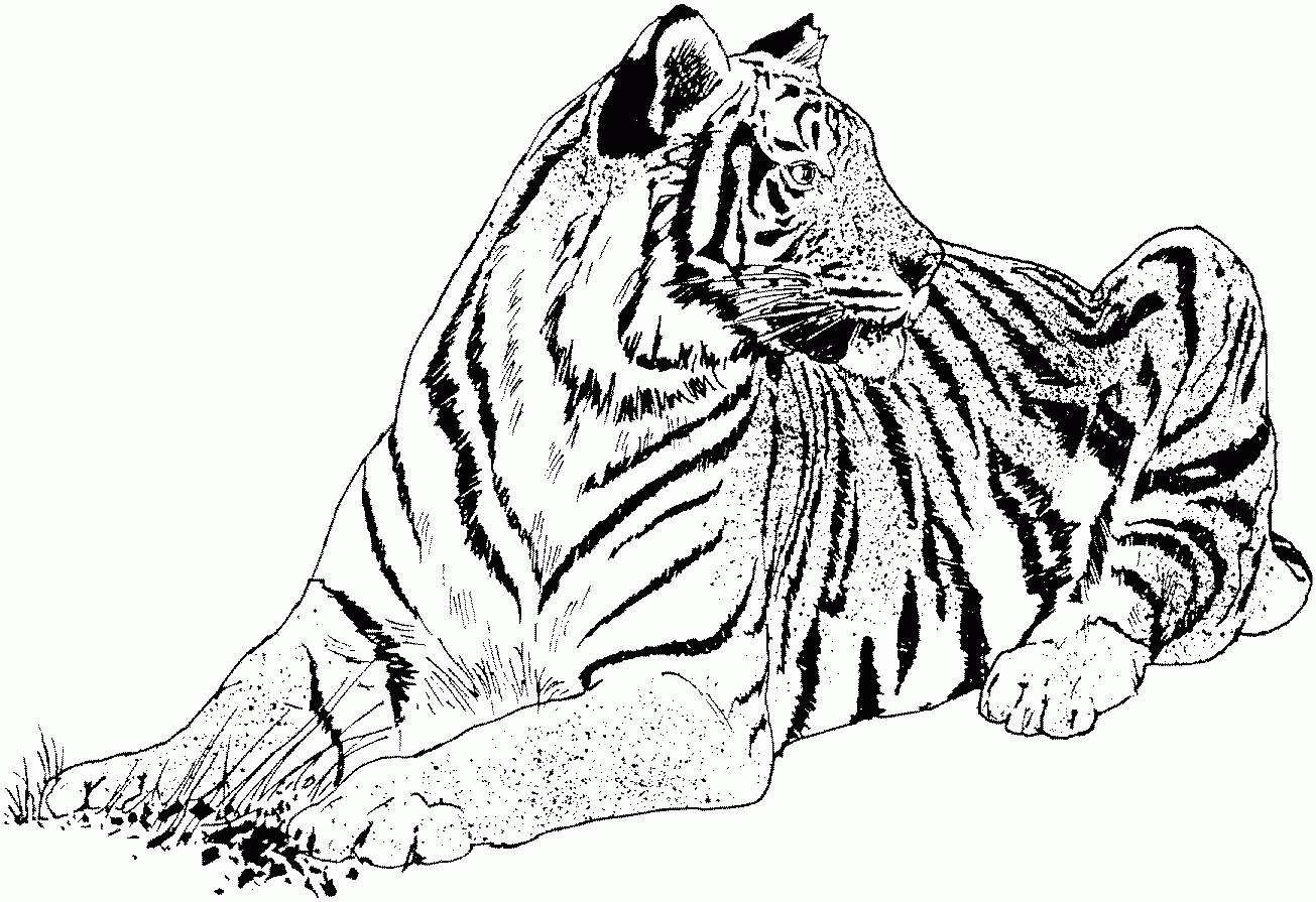 Free Tiger Coloring Pages