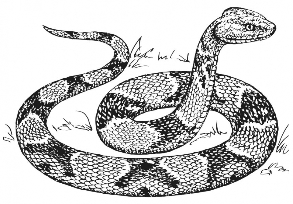 Get This Free Snake Coloring Pages 07599