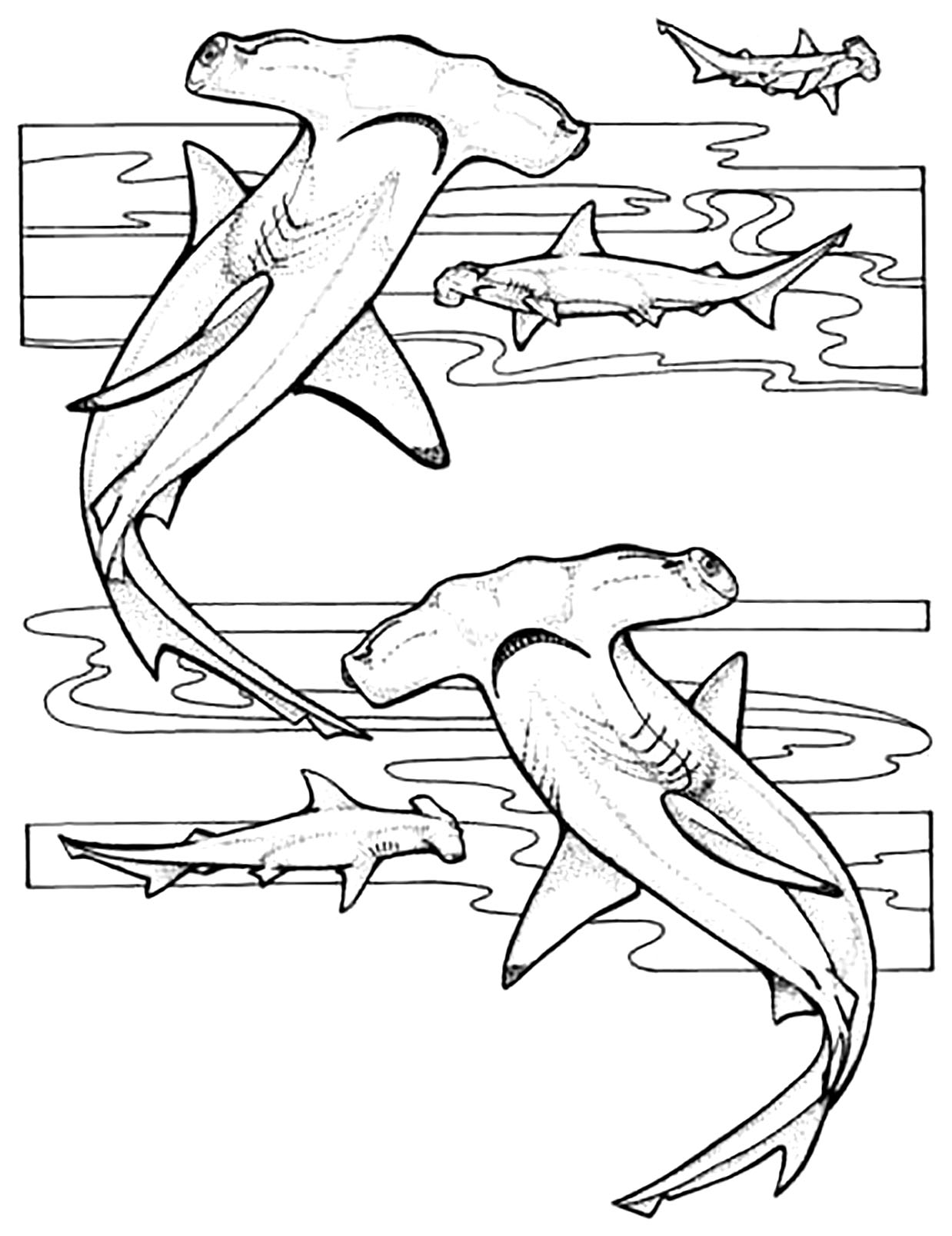 Hammerhead Sharks Shark Coloring Pages For Kids