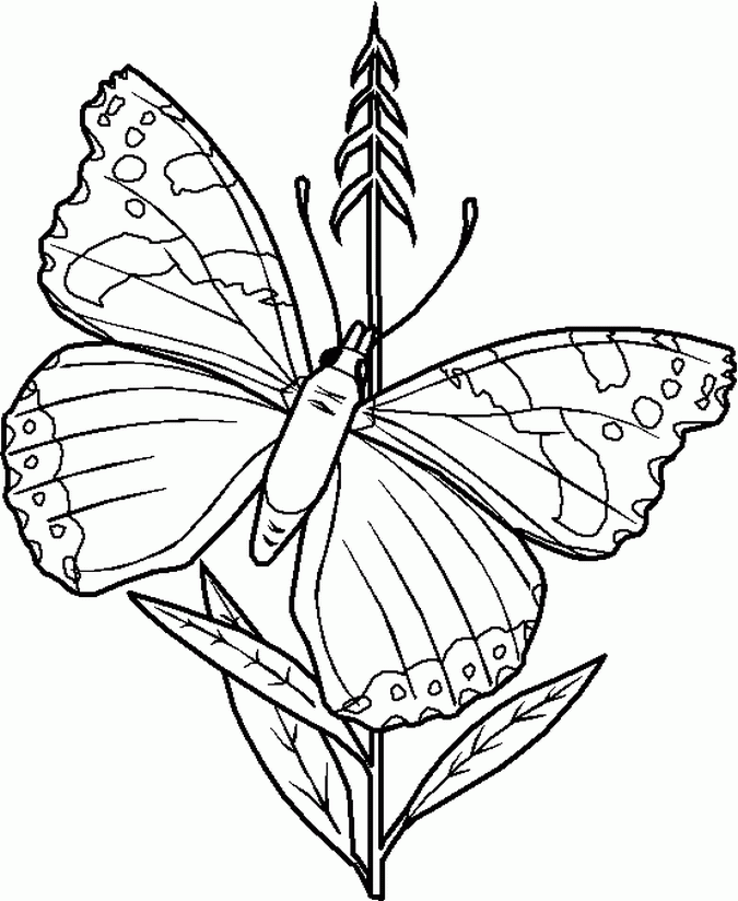 Insect Coloring Pages Coloring Home
