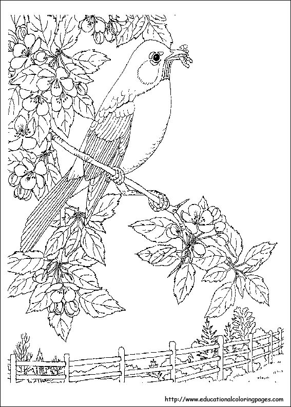 Nature Coloring Pages Educational Fun Kids Coloring Pages And 