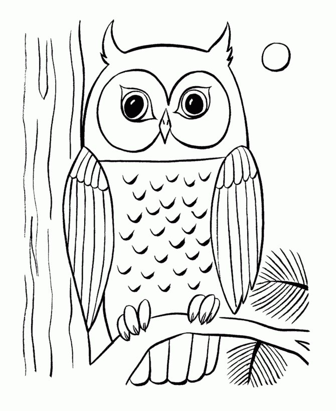 Owls Animal Coloring Pages Pictures