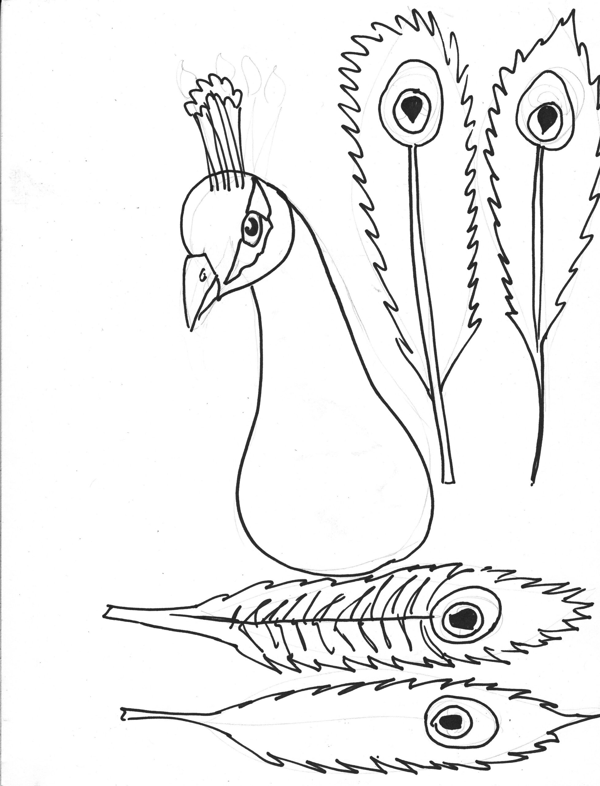 Peacock Feather Template Printable Free Peacock Coloring Pages 