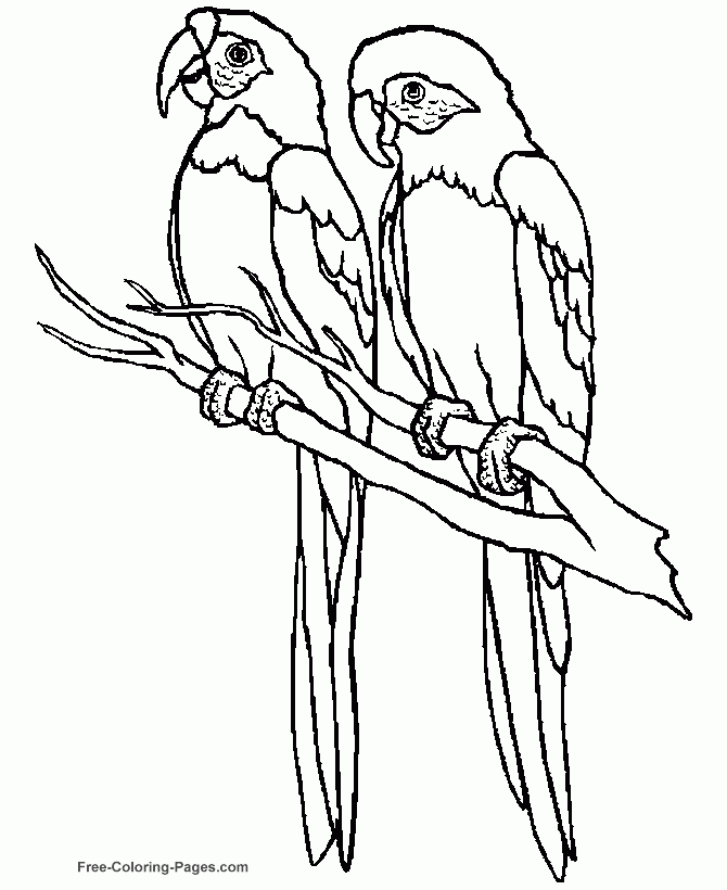 Printable Bird Coloring Pages Parrot 01