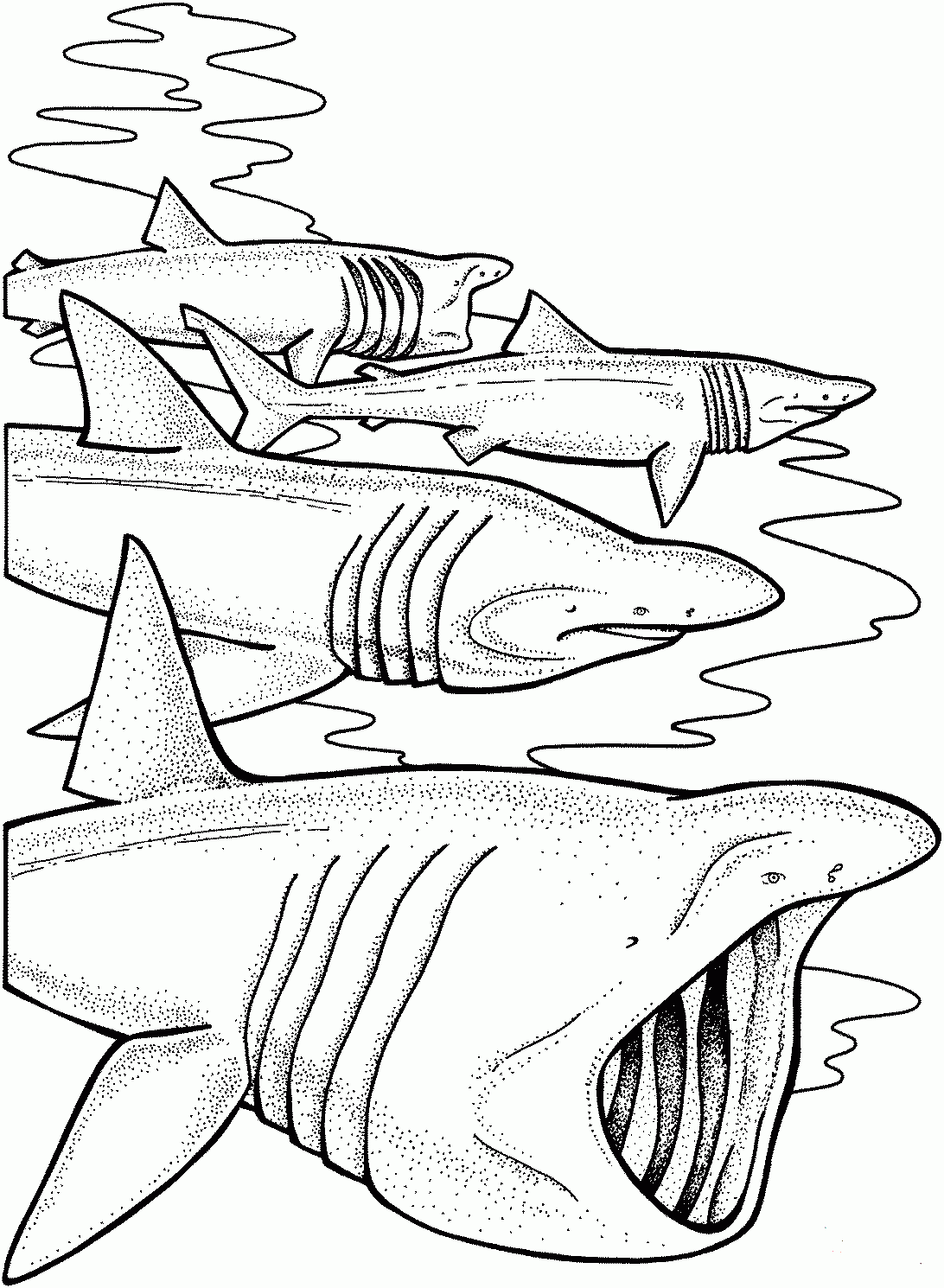 Shark Coloring Pages Learny Kids