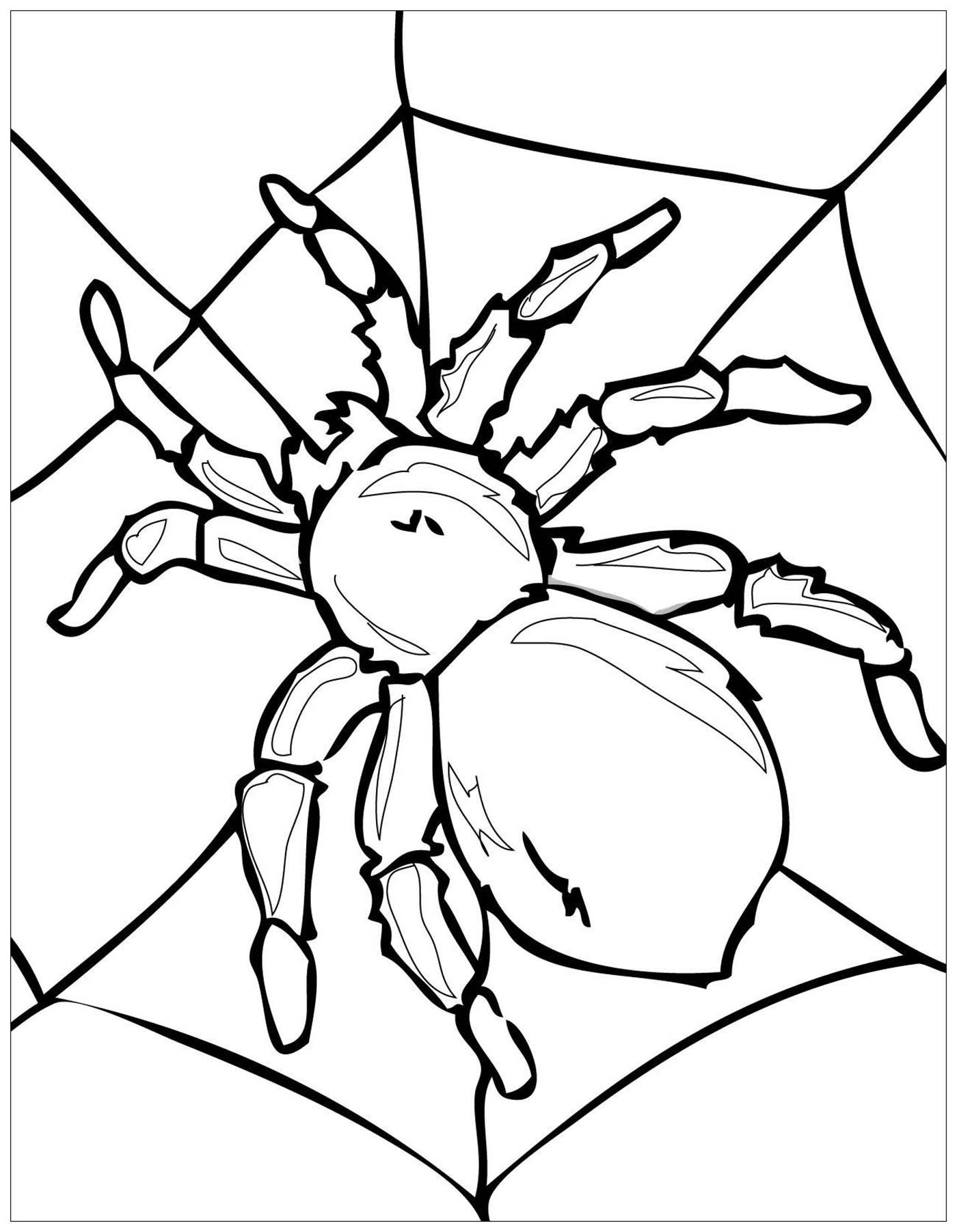 Spider Insects Coloring Pages For Kids Coloring Pages Insect
