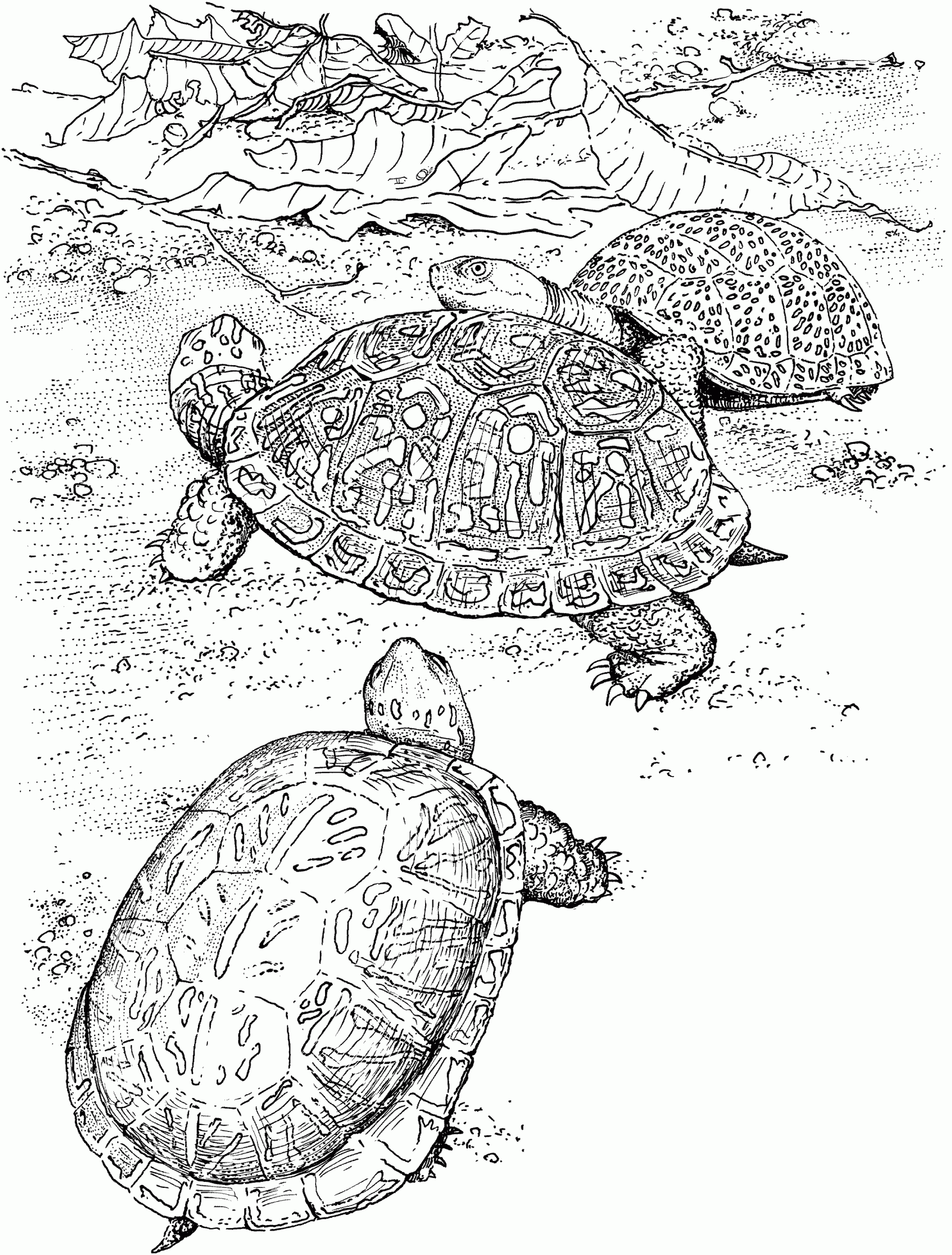 Turtle Coloring Pages Learny Kids