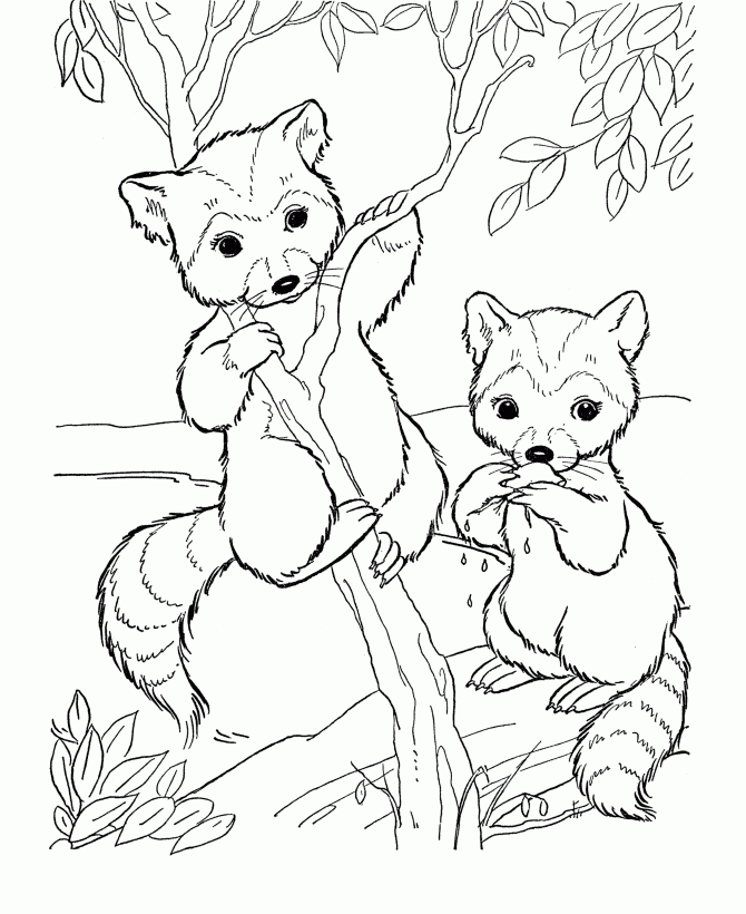 Wildlife Coloring Pages Coloring Home